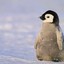 PINGuin