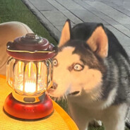 沃尔特 基伯 吉尔邦英