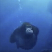 гогол могол