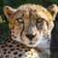 Gepard_164rus