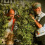 Cheech and Chong