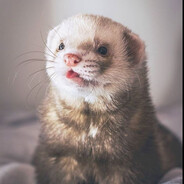 Хорькастый