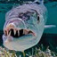 Barracuda