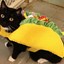 TacoCat