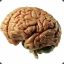 Cerebrum