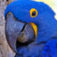 Otavio El Guacamayo