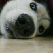 菠萝吹雪大王丶