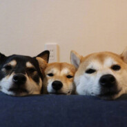 かみしろとうこ三小