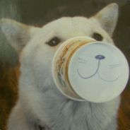 kdba