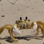 Crabs Crab