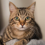 cat lover avatarı
