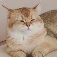 你是一只皮皮怪