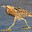 Botaurus stellaris