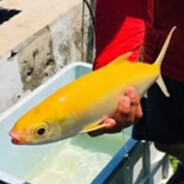 the rare rainbow bangus