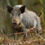 wildboar