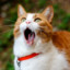 the_catttik