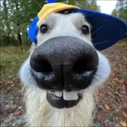 Lorcso zsírosbödön