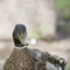 Nonbreeding Male