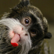 Saguinus Imperator Imperator