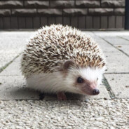 きらきらきゅっぴーん