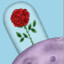 La belle rose