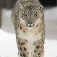 Keijo [Snow Leopard]