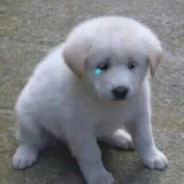 习总书记致富共奔小康