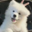 shixi