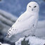 White Owl