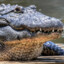 Crocodile