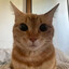 I&#039;m an Orange Cat :3