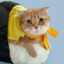 Neko sensei