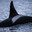 ✪ orca