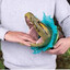 Anaconda Popcorn Bucket