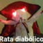 EL’