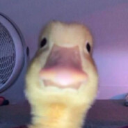 Ducky