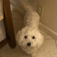 Don&#039;s Dog