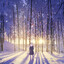 snowforest