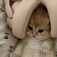 我什么都做不到