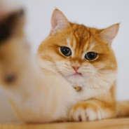 Магна Маран