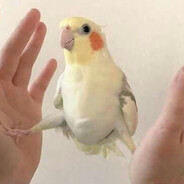 CHINELO VOADOR DA CURVA INSANA