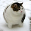Fat Cat Meow Meow