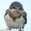 Hirundo Rustica