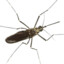 Mosquito (It/She) #Malaria