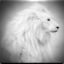 Crystal Lion