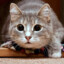 КОТИК