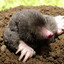 mol_of_moles