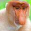 Proboscis Monkey