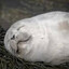 sleepy seal