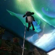 鱼子酱和鱼帅锅